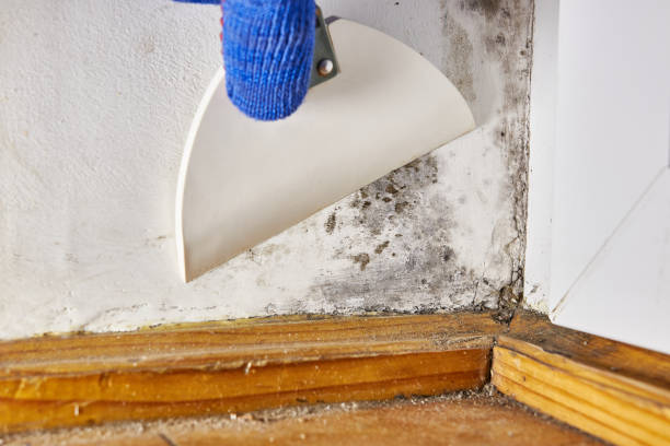 Best Crawl Space Mold Remediation  in Cordova, AL